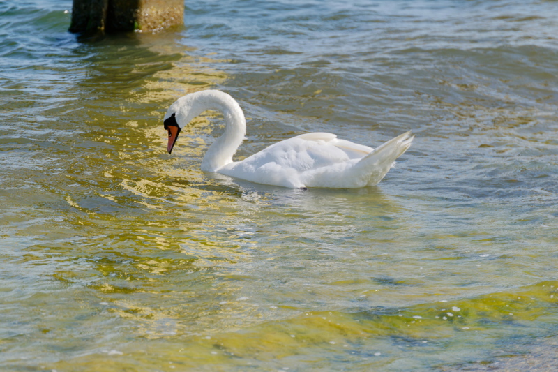 11 - A mute Swan, a large waterfowl known for its entirely white plumage and orange bill